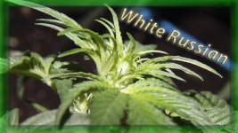 Вега 17 день, Белый русский, пол.jpg