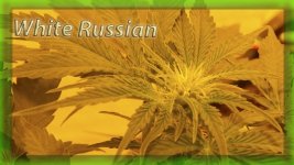 Вега 23 день, Белый русский, пол.jpg