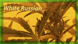 Вега 23 день, Белый русский., пол.jpg