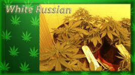 Вега 23 день, Белый русский.jpg