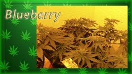 Вега 23 день, Блюберри.jpg