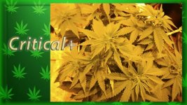 Вега 23 день, Критикл1.jpg