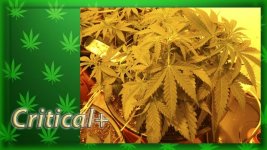 Вега 23 день, Критикл2.jpg