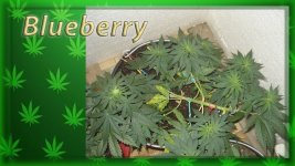 Вега 27 день, Блюберри.jpg