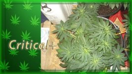 Вега 27 день, Критикл1.jpg