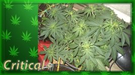 Вега 27 день, Критикл2.jpg