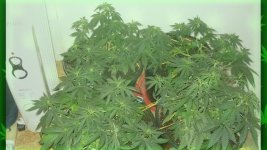 Вега 27 день, Сад.jpg