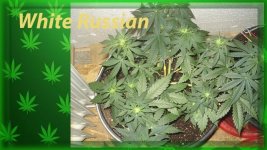 Вега 27 день. Предцвет. Белый русский.jpg