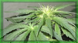 Шишка. Белый русский, 37 от каски.jpg