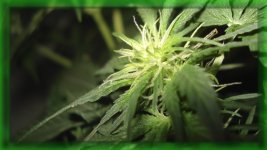 Шишка.1Белый русский, 37 от каски.jpg