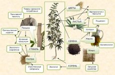 cannabis.jpg