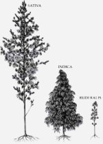 sativa-and-indica-razmer.jpg