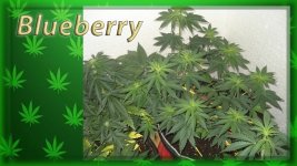 Вега 36 день, Блюберри .jpg
