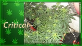 Вега 36 день, Критикл1, .jpg