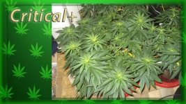 Вега 36 день, Критикл2,.jpg