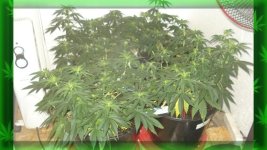 Вега 36 день, сад..jpg