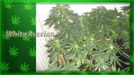 Каска 46 день, цвет 10 день, Белый русский.jpg