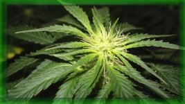 Шишка. Белый русский, 46 от каски, 10 дней цвет.jpg