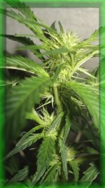 Шишка1. Белый русский, 46 от каски, 10 дней цвет.jpg