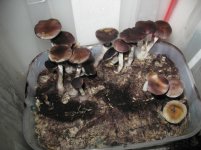 IMG_3050.JPG