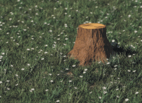 pen.gif