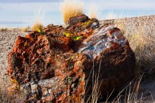 Petrified-Forest-National-Park.-Arizona.jpg