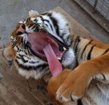 Animals_32.jpg