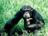 animals_beasts__001836_12-300x225.jpg