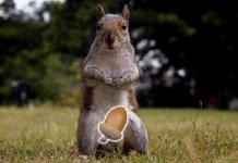 squirrel5.jpg