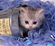 big_thumb_cats_kittens_cute_kitty_yarn_desktop_wallpaper-412740.jpg