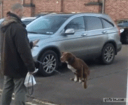 8534077_a72a5508.gif