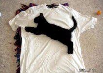 puma.jpg