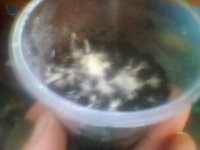 SP_A0354.jpg