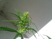 IMG_20120514_085130.jpg