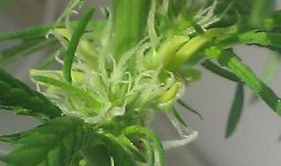 IMG_20120514_085130.jpg
