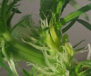 IMG_20120514_085205.jpg