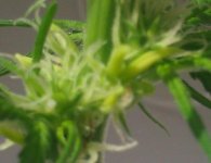 IMG_20120514_085236.jpg