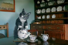 dream_cat_creativing.net_001.jpg