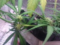 IMG_20120521_160954.jpg