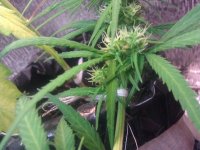 IMG_20120521_161056.jpg