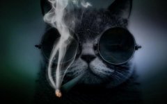 котэ-киллер-профессионал-песочница-173962.jpeg