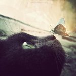 котэ-бабочка-фотография-красиво-136310.jpeg