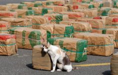 Esquire-марихуана-песочница-котэ-155977.jpeg