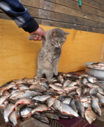 котэ-173882.png