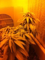 IMG_0704.JPG