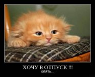 котэ-демотиваторы-1992.jpeg