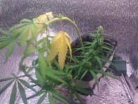 IMG_20120525_163406.jpg