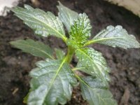 260520121361.jpg