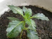260520121364.jpg