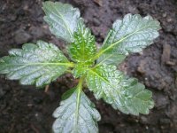 260520121366.jpg